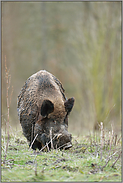 beeindruckend... Wildschwein *Sus scrofa*