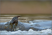 gegen die Strömung... Wasseramsel *Cinclus cinclus*