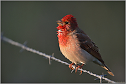 wenig scheu... Karmingimpel *Carpodacus erythrinus*