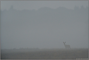 dichter Nebel... Reh *Capreolus capreolus*
