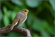 im heimischen Garten... Rotkehlchen *Erithacus rubecula*