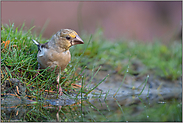 auch durstig... Kernbeisser *Coccothraustes coccothraustes*