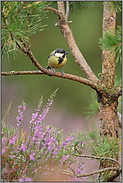 in der Heide... Kohlmeise *Parus major*