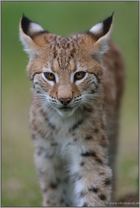 spitze Ohren... Eurasischer Luchs *Lynx lynx*