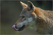 Kopfportrait... Europäischer Wolf *Canis l. lupus*