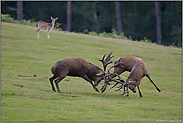 Kampf der Hirsche... Rotwild *Cervus elaphus*