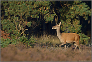 stolzierend... Rotwild *Cervus elaphus*