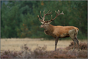 auf Brautschau... Rothirsch *Cervus elaphus*