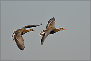 in schnellem Flug...  Blässgänse *Anser albifrons*