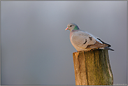 Höhlenbrüter... Hohltaube *Columba oenas*