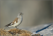 Alpenbewohner... Schneesperling *Montifringilla nivalis*