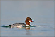 das Weibchen...Gänsesäger *Mergus merganser*