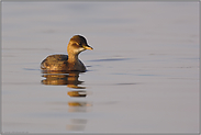 unser kleinster Taucher... Zwergtaucher *Tachybaptus ruficollis*