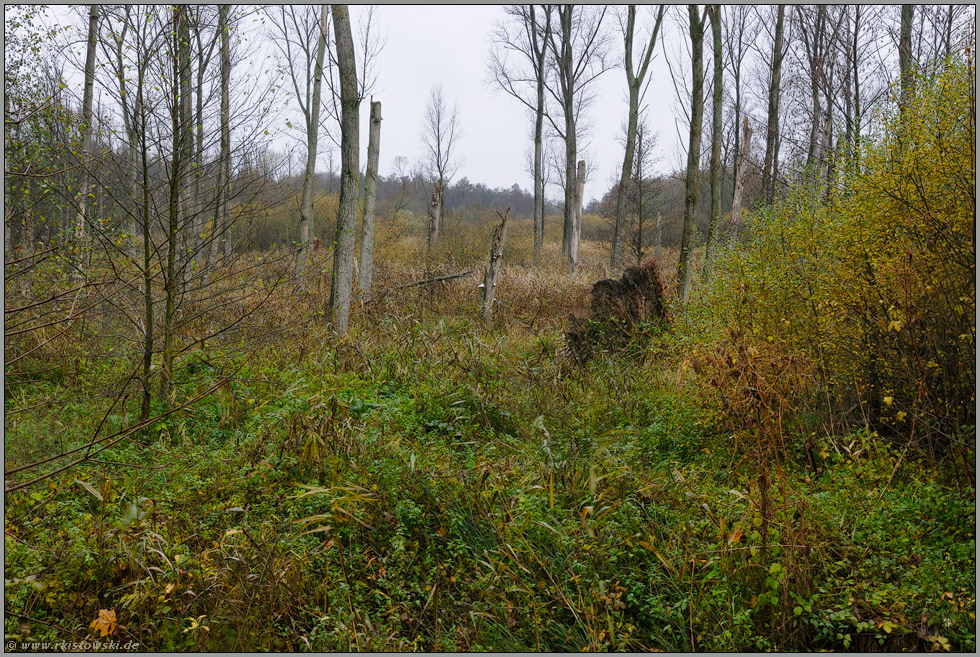 Herbstlich Ilvericher Altrheinschlinge Meerbusch Www