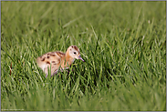 ganz klein... Uferschnepfe *Limosa limosa*