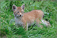 kritischer Blick... Eurasischer Luchs *Lynx lynx*