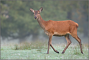 das Rottier... Rotwild *Cervus elaphus*