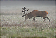 über die Wildwiese ziehend... Rothirsch *Cervus elaphus *