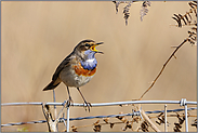 Sitzwarte Zaun... Blaukehlchen *Luscinia svecica*