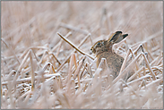 Frost... Feldhase *Lepus europaeus*