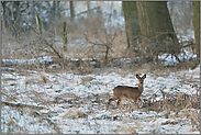 im Bruchwald... Rehbock *Capreolus capreolus*