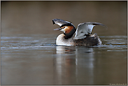 Flügel strecken... Haubentaucher *Podiceps cristatus*