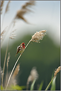 ein Vogel im Schilf... Karmingimpel *Carpodacus erythrinus*