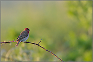 Brombeerranken... Karmingimpel *Carpodacus erythrinus *