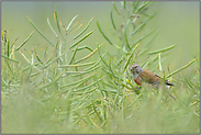 der Rapsdieb... Bluthänfling *Carduelis cannabina*