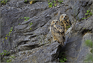 große Augen... Europäische Uhus *Bubo bubo*