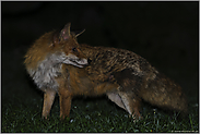 mitten in der Nacht... Rotfuchs *Vulpes vulpes*