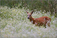 junger Bock... Reh *Capreolus capreolus*