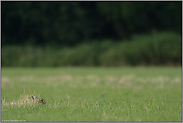 Ruheplatz... Feldhase *Lepus europaeus*