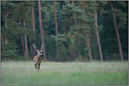 unschlüssig... Rothirsch *Cervus elaphus*