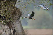 Kopfweiden am Niederrhein... Blässgänse *Anser albifrons*