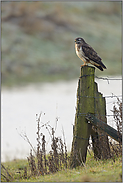 heimisch oder fremd... Mäusebussard *Buteo buteo*