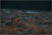 ein frostiger Morgen... Reh *Capreolus capreolus*