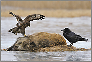 Mäusebussard... Kolkrabe *Corvus corax *