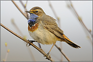 ganz groß... Blaukehlchen *Luscinia svecica*