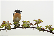 auf Brombeerranke... Schwarzkehlchen *Saxicola torquata*