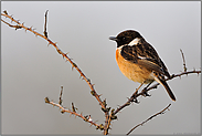 zum Sonnenuntergang... Schwarzkehlchen *Saxicola torquata*