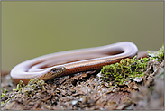 eingerollt... Blindschleiche *Anguis fragilis*