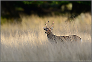 im Abendlicht... Sikahirsch *Cervus nippon*