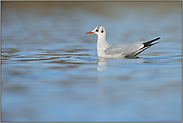 hübsch anzusehen... Lachmöwe *Chroicocephalus ridibundus*