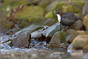 an der Uferböschung... Wasseramsel *Cinclus cinclus*