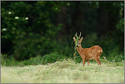 Kopfschmuck... Rehbock *Capreolus capreolus*