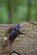 das Weibchen... Hirschkäfer *Lucanus cervus*