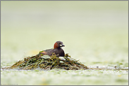 ziemlich spät im Jahr... Zwergtaucher *Tachybaptus ruficollis*