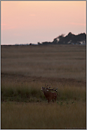 Abendgruß... Rothirsch *Cervus elaphus*