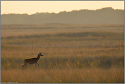 im goldenen Gras... Rotwild *Cervus elaphus*